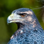 Blaubussard