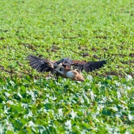 Wüstenbussard