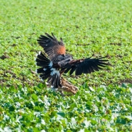 Wüstenbussard