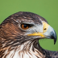 Habichtsadler