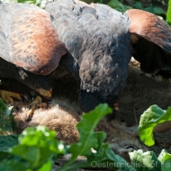 Wüstenbussard