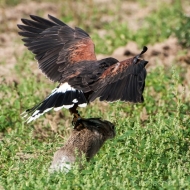 Wüstenbussard