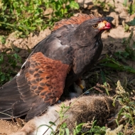 Wüstenbussard