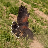 Wüstenbussard