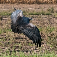 Blaubussard