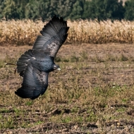 Blaubussard