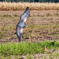 Blaubussard