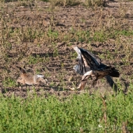 Blaubussard