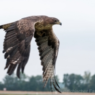 Habichtsadler