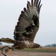 Habichtsadler