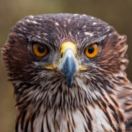 Habichtsadler