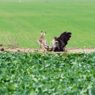 Habichtsadler