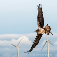 Habichtsadler