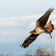 Habichtsadler