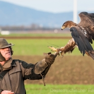 Habichtsadler