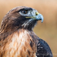 Rotschwanzbussard