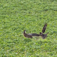 Habichtsadler