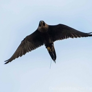 Wanderfalke