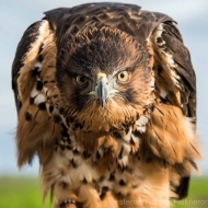 Habichtsadler