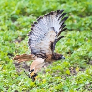 Rotschwanzbussard