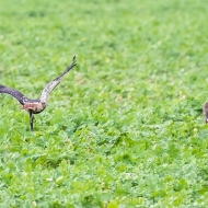 Rotschwanzbussard