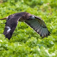 Rotschwanzbussard