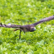 Rotschwanzbussard