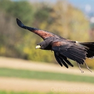 Wüstenbussard
