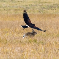 Wüstenbussard