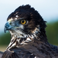 afrikanischer Habichtsadler