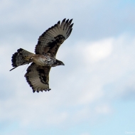 afrikanischer Habichtsadler