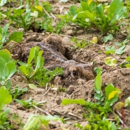Hase im Lager