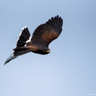 Wüstenbussard