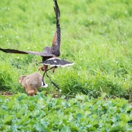 Wüstnbussard