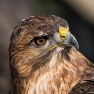 Rotschwanzbussard