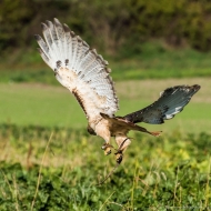 Rotschwanzbussard