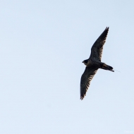 Wanderfalke