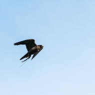 Wanderfalke