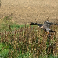 Wanderfalke