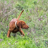 Hund steht vor