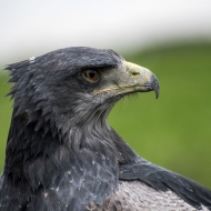 Blaubussard