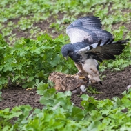 Blaubussard