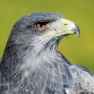Blaubussard