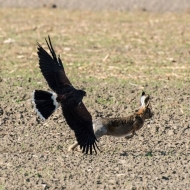 Wüstenbussard