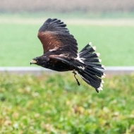 Wüstenbussard