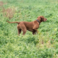 Murphy steht vor