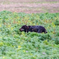 Die Vorstehhunde sekundieren