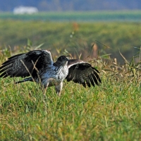 Habichtsadler Kithan