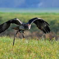 Flug des Habichtsadlers