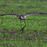 Habichtsadler